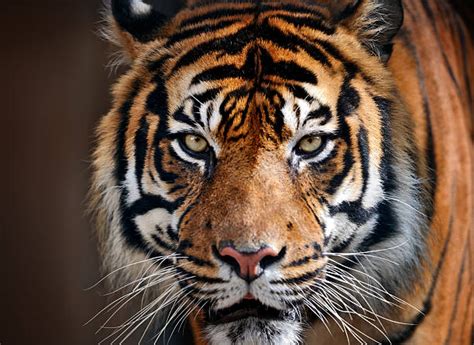 Royalty Free Tiger Face Pictures Images And Stock Photos Istock