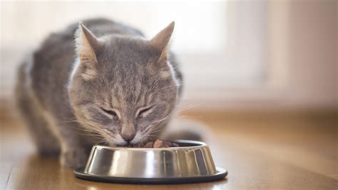 So, what's the best food? Cat Feeding Guide | Cat & Kitten Food Advice | Vets4Pets