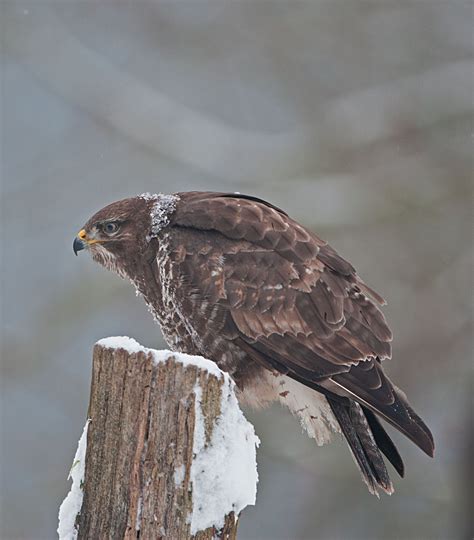 The bussard ramjet is a theoretical method of spacecraft propulsion proposed in 1960 by the physicist robert w. Bussard im Winterkleid Foto & Bild | natur, tiere, vögel ...