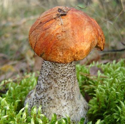 Check spelling or type a new query. Pilze im Garten - Pilze selber züchten | Gartentipps