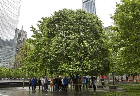 Video Survivor Tree Blooms At 911 Memorial National