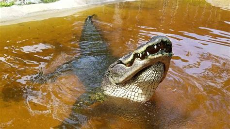 Giant 800 Lb Alligator Sings Youtube