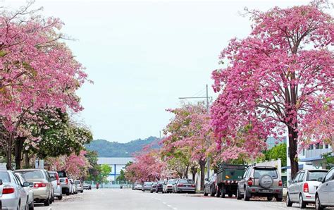 Bunga malaysia terbaru gratis dan mudah dinikmati. Tak Perlu Pergi Jauh Kat Kedah Pun Ada Musim Bunga "Sakura ...