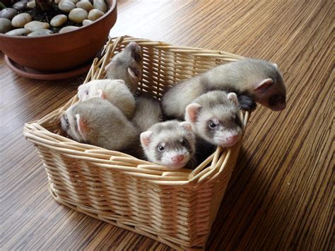 A Basket Of Baby Ferrets Baby Ferrets Pet Ferret Cute Ferrets