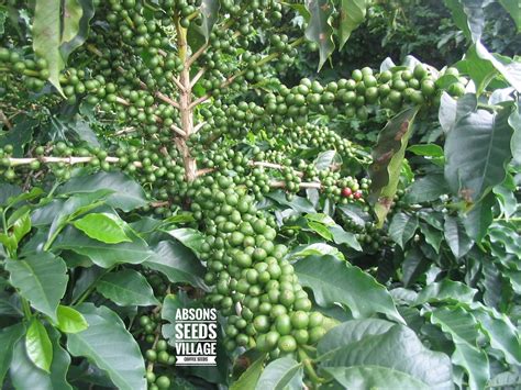 Fresh Ripe Coffee Seed Beans For Growing Coffee Plants25 Healthy Hand