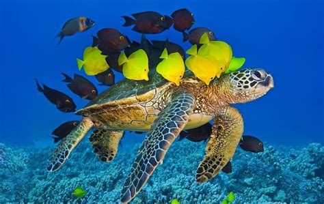 Turtles Of Maldives Swan Tours Travel Experiences Popular Places