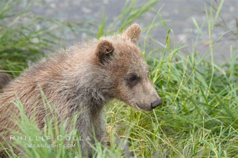 Brown Bear Spring Cub Just A Few Months Old Ursus Arctos Brooks