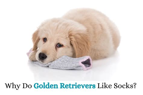 Why Do Golden Retrievers Like Socks