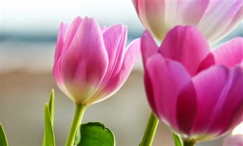 Tulips Hd Wallpapers Free Download Free Beautiful