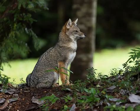 South American Gray Fox Facts Diet Habitat And Pictures On Animaliabio