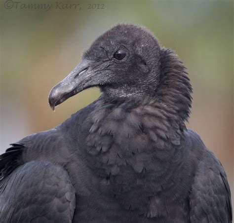 Check spelling or type a new query. i heart florida birds: August 2012