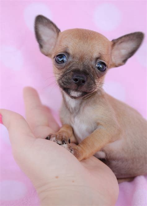 Tiny Chihuahuas For Sale At Teacups Puppies South Florida