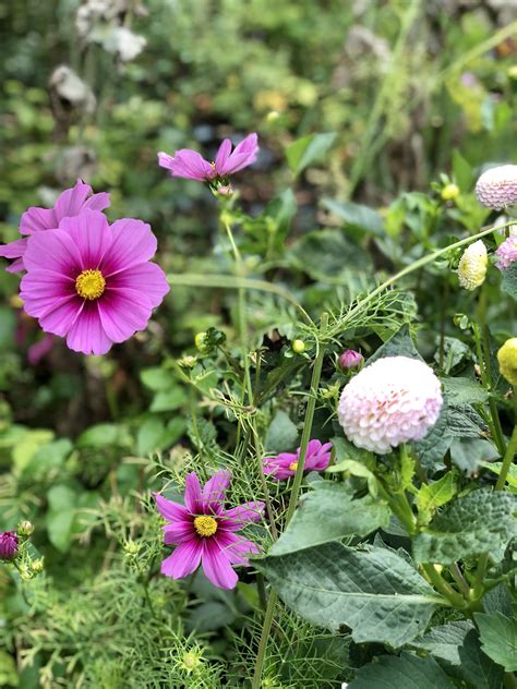 Whether exploring the formal gardens and iconic 19th century manor house ruins of the barnsley family home or sitting back to. Barnsley House Gardens (With images) | Garden history ...