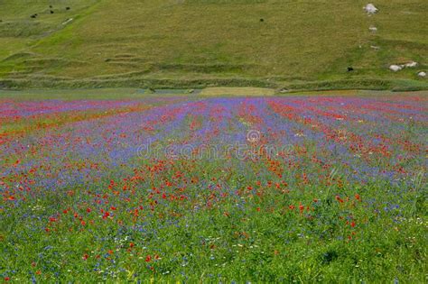 Lentil Fiorityre Poppies And Cornflowers National Park Sibillini
