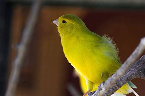 What Are The Best Singing Canaries Canary Finches And Canaries Guide