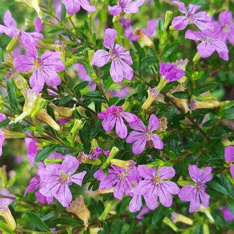 Find the best and latest great earth coupon codes and promo codes for great earth. Mexican Heather - The Good Earth Garden Center