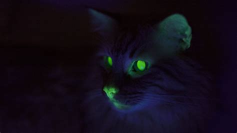 Where Cats Glow Green Weird Feline Science In New Orleans The Verge