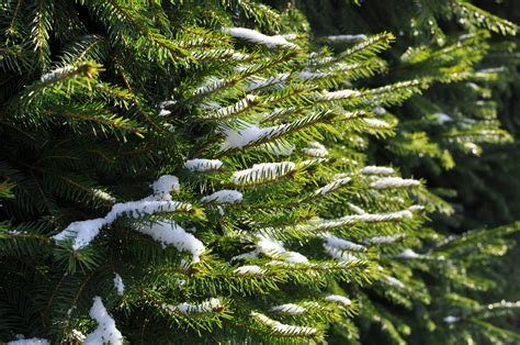 Free Images Branch Snow Winter Sunlight Evergreen Botany Fir