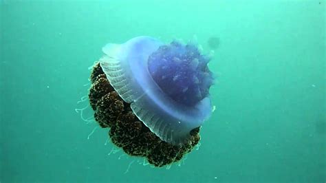 Crown Jellyfish Youtube
