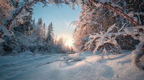 Wallpaper Ural Forest Winter Snow Sun Rays Russia 1920x1200 Hd