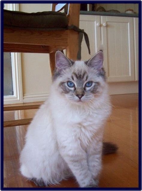 Gallery of ragdoll breed and national winners. 19 best Ragdoll cats images on Pinterest | Kittens, Kitten ...