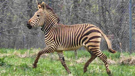 100 Zebra Names Choose The Perfect One For Your Zebra