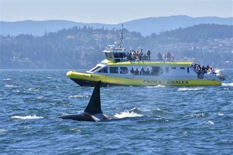 Prince Of Whales Vancouver Whale Watching Adventures Gray Line