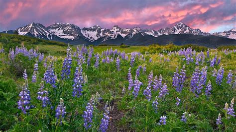 We source this incredible water locally from springs in plympton, massachusetts.it's naturally pure, sodium and fluoride free, with not a single additive! Love For His People: Rocky Mountain flowers photos - THANK ...