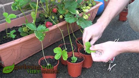 Planting Strawberry Runners Propagating Strawberries The Easy Way