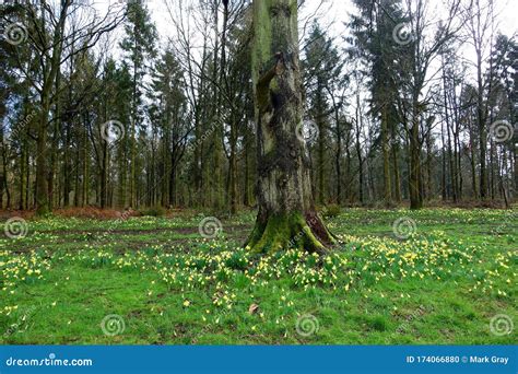 Yellow Spring Flowers In A Woodland Stock Photo Image Of Woodland