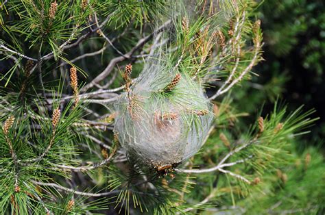 Now i know what these things are, been wondering why these small pine cones been dropping out of the tree like a spider coming down from a tree branch. Bagworm Control: How to Identify, Prevent, and Get Rid of ...