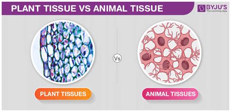 Types of plant tissues are as below: Animal Tissue Vs Plant Tissue - Comparison And Differences