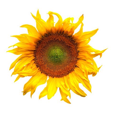 Sunflower Flower Vector Stock Vector Illustration Of Floral 22484890
