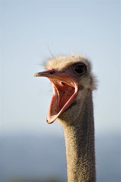 Scared Ostrich Burying Head In Sand Near Blank Stock Image Image Of