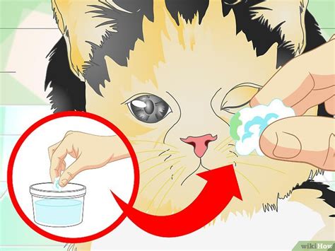 How To Treat Eye Infections In Cats