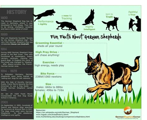 Fun Facts About German Shepherds Infographic German Shepherd Dogs