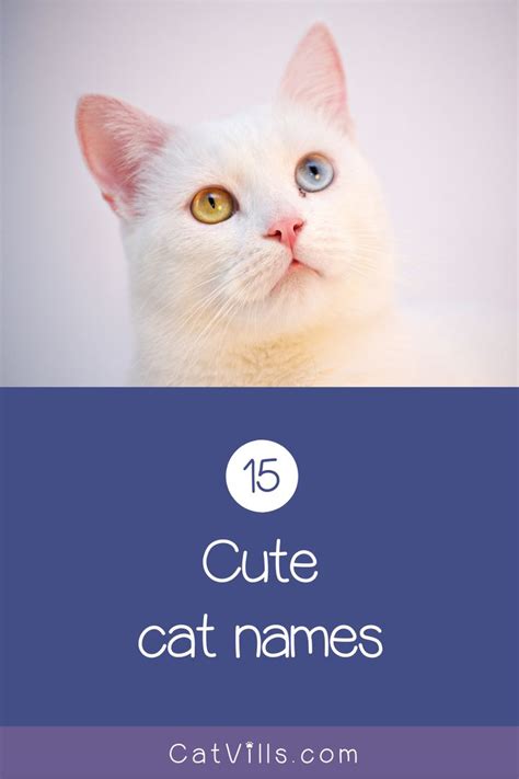 19 Totally Perfect Male Cat Names Youll Love In 2020 Cute Cat Names
