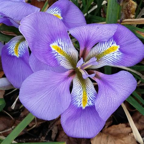 Iris Unguicularis Algerian Iris In Gardentags Plant Encyclopedia