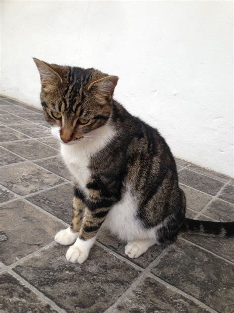 Send me more info on this pet! Adult female tabby & white cat for sale | Cardiff, Cardiff ...