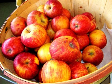 How much does bag of apples weigh? BUSHEL OF APPLES | Bushel of apples in a basket at the ...