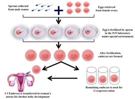 Process And Importance Of Embryo Freezing Fertility Centre Zeeva Clinic