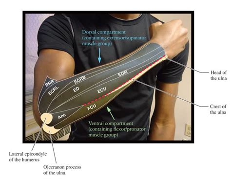 The term forearm is used in anatomy to distinguish it from the arm. Human Anatomy for the Artist: Up Close and Personal: Let H.A.F.A. Diagram YOUR Anatomy | Human ...