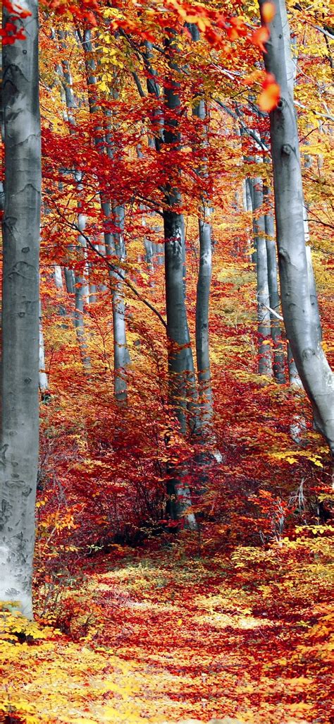 Autumn Forest Wallpaper 4k Woods Trees Fall Seasons Colourful