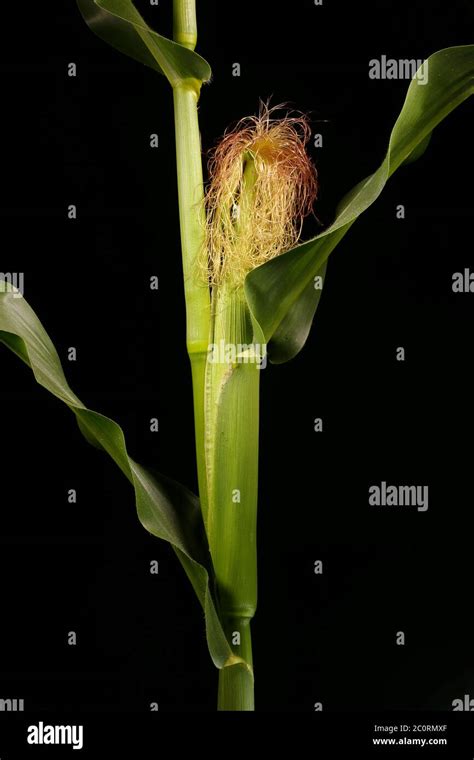 Maize Zea Mays Female Inflorescence Closeup Stock Photo Alamy
