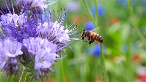 We did not find results for: Bee-Friendly Gardeners May Accidentally Poison Their Bees ...