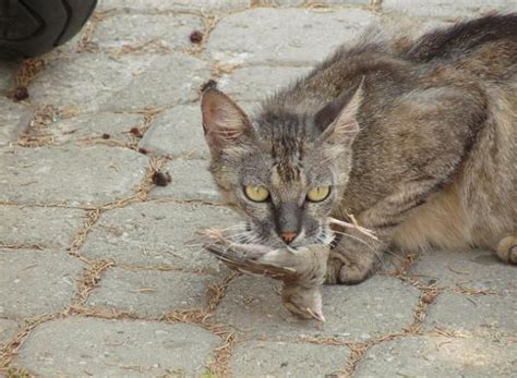 Feral Cats Should Be Killed Bird Lovers Tell Anti Cruelty Society