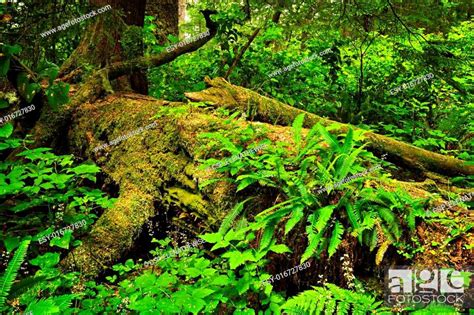 Lush Temperate Rainforest Stock Photo Picture And Low Budget Royalty