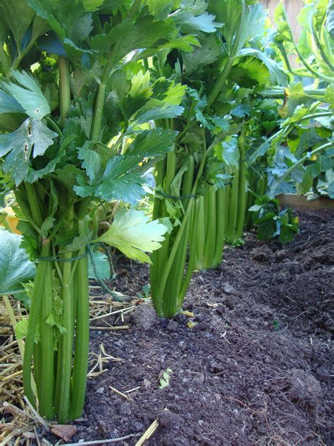 Celery Two Chances Veg Plot Blog