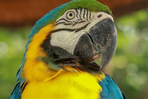 Close Up Of Head Of Blue And Gold Macaw Parrot Exotic Colorful African