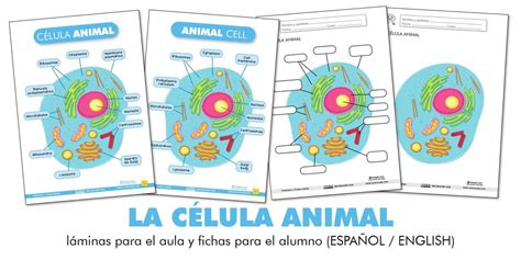 Imagen De La Celula Animal Y Sus Partes Para Colorear Stoneevent